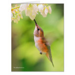 Rufous Hummingbird Sips Blueberry Blossom Nectar