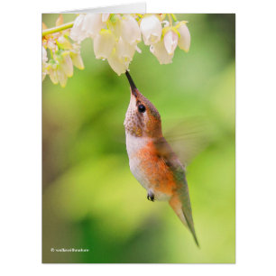 Rufous Hummingbird Sips Blueberry Blossom Nectar Cards
