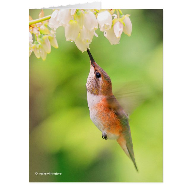 Rufous Hummingbird Sips Blueberry Blossom Nectar Cards (Front)