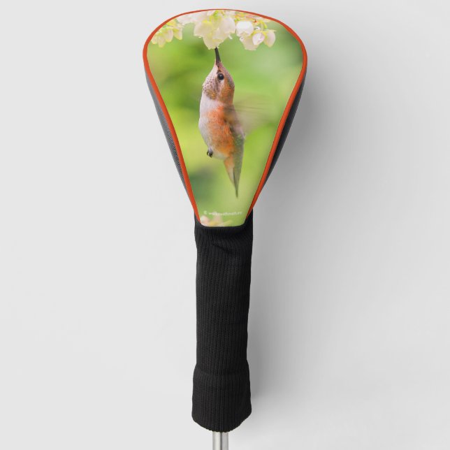 Rufous Hummingbird Sips Blueberry Blossom Nectar Golf Head Cover (Front)