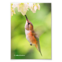 Rufous Hummingbird Sips Blueberry Blossom Nectar