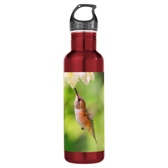 Rufous Hummingbird Sips Blueberry Blossom Nectar Stainless Steel Water Bottle (Front)