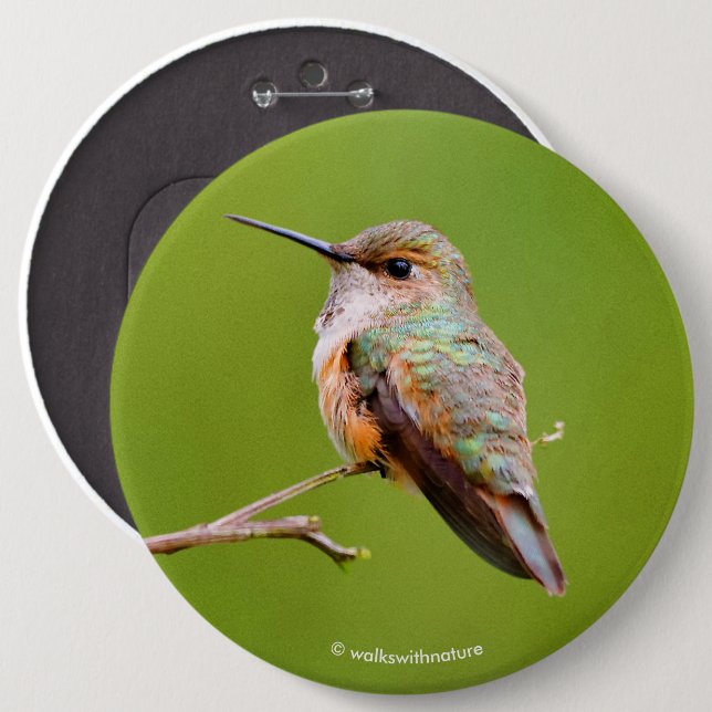 Rufous Hummingbird Sitting in the California Lilac Button (Front & Back)