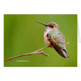 Rufous Hummingbird Sitting in the California Lilac Cards