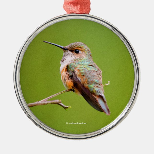 Rufous Hummingbird Sitting in the California Lilac Metal Ornament (Front)