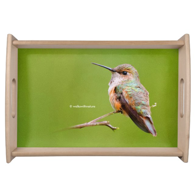 Rufous Hummingbird Sitting in the California Lilac Serving Tray (Front)
