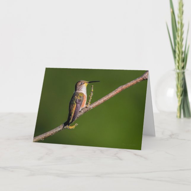 Rufous Hummingbird Sleep Thank You Card (Front)