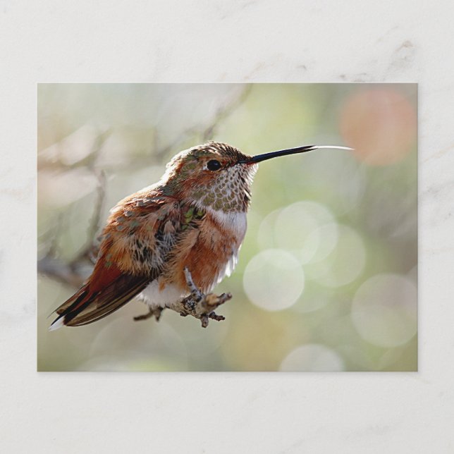 Rufous Hummingbird Tounge Postcard (Front)