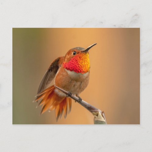 Rufous Hummingbird with Ruffled Feathers Postcard