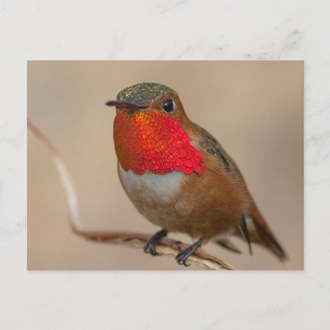 Rufous Hummingbird with Spectacular Orange Throat Postcard (Front)