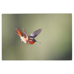Rufous Hummingbird Zooming in Flight Metal Print