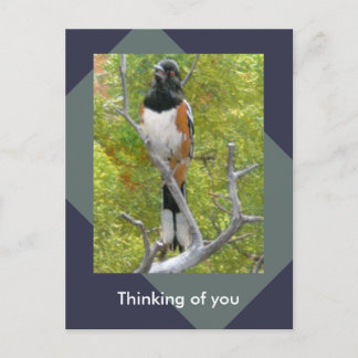 Rufous-Sided Towhee Nature Postcard