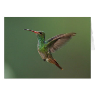 Rufous-tailed Hummingbird Cards
