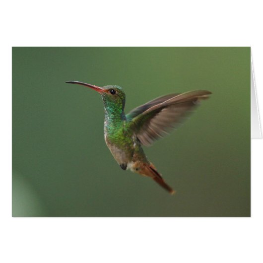Rufous-tailed Hummingbird Cards (Front Horizontal)