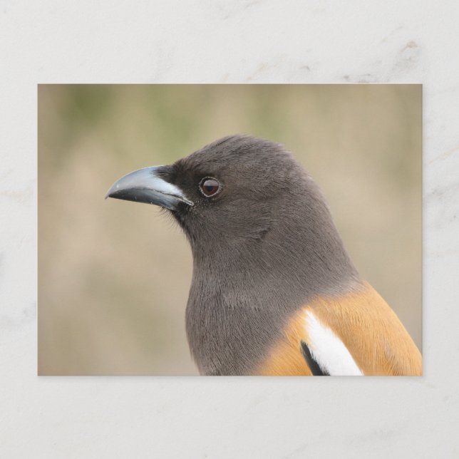 Rufous Treepie Postcard (Front)