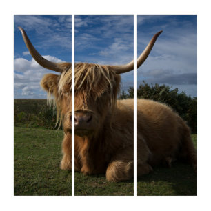 Rugged Highland Cow Triptych