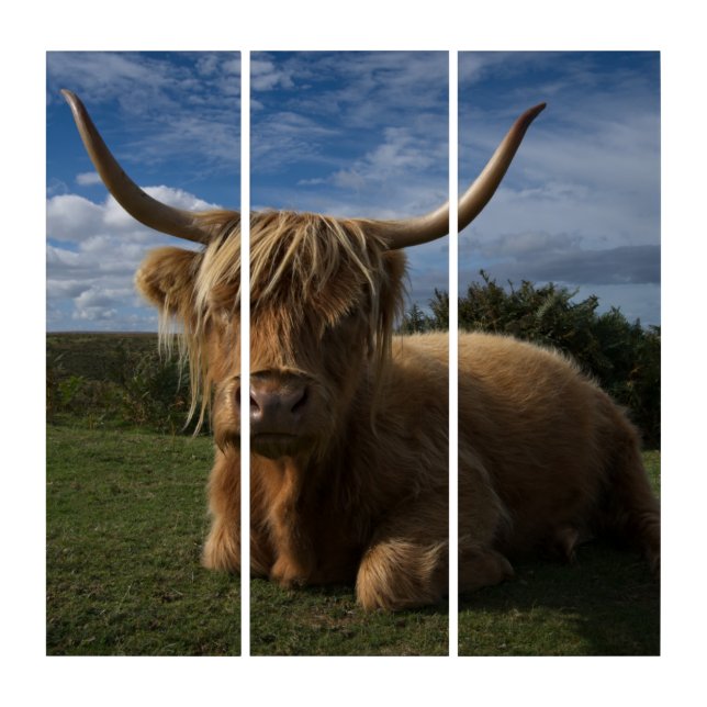 Rugged Highland Cow Triptych (Front)
