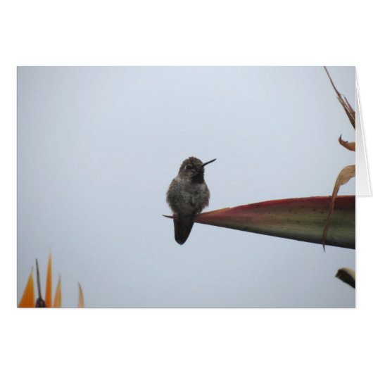 Rugged Hummingbird 2014 Cards (Front Horizontal)
