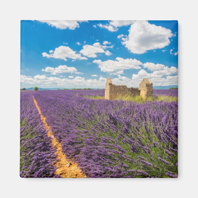 Ruin in Lavender Field, France Magnet (Front)