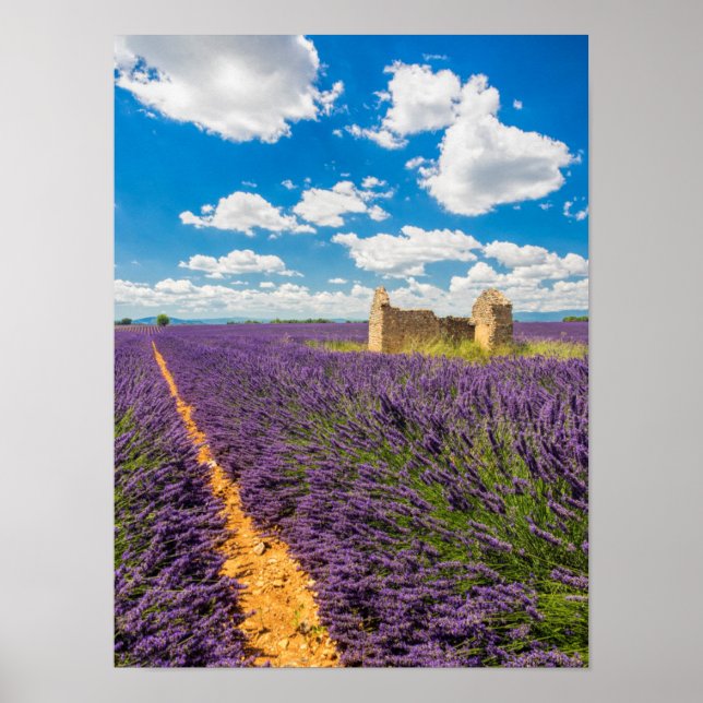 Ruin in Lavender Field, France Poster (Front)