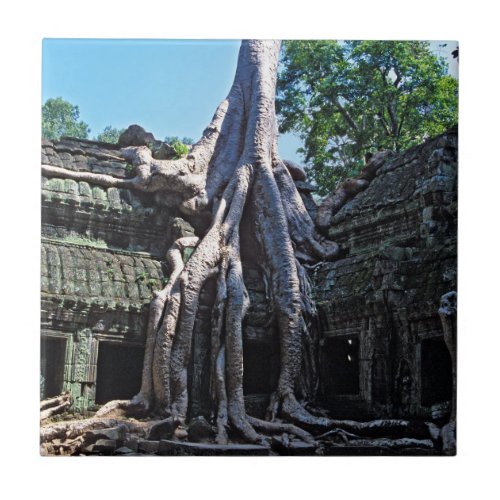 Ruin of Ta Prohm _ Angkor Wat Cambodia Asia Ceramic Tile