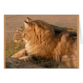 Rum Tum Tiggle (Front Horizontal)