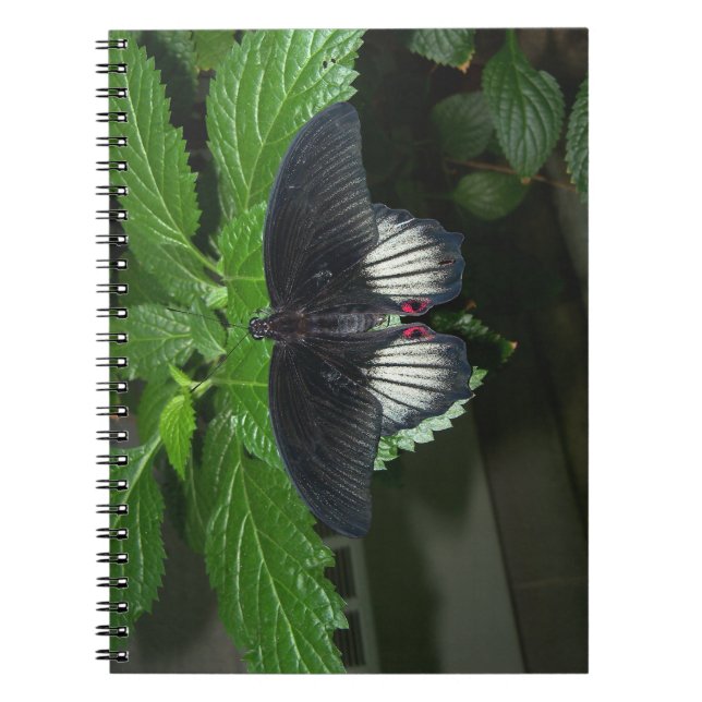 Rumanzovia Swallowtail - Male Notebook (Front)