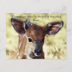 Rumi Wherever you stand Postcard