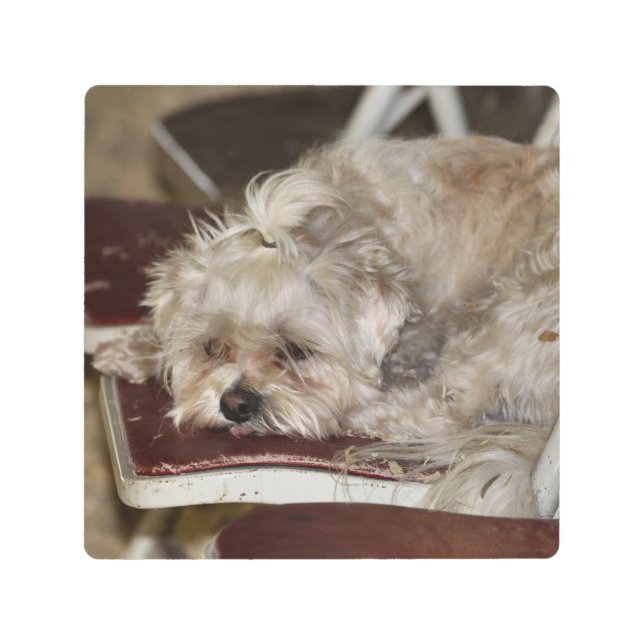 Rumple Metal Print (Front)