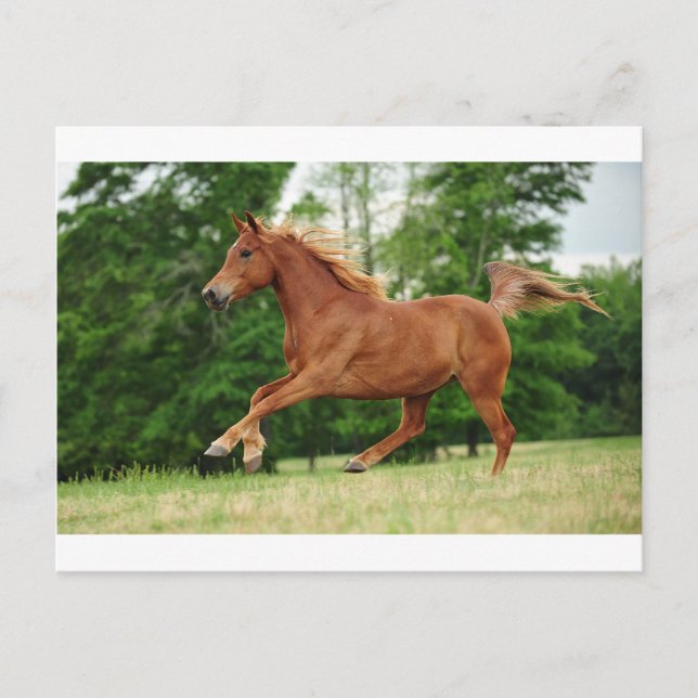 Run baby Run Postcard (Front)