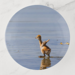 Run before you fly cute baby bird trinket tray