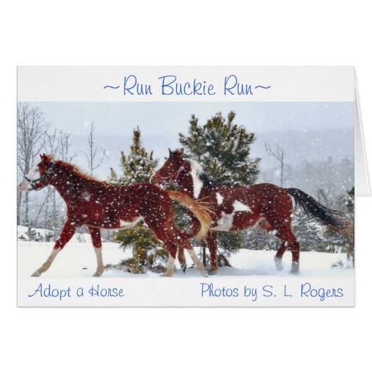 "Run Buckie Run" Cards (Front Horizontal)