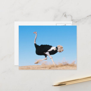Run Ostrich Run Postcard