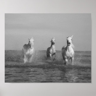 Run, white  horses, ocean, fine art photography poster