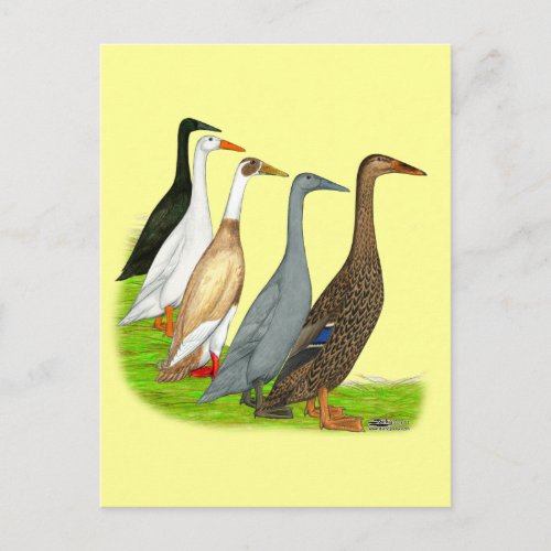 Runner Duck Assortment Postcard