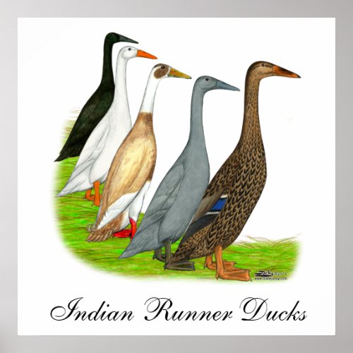 Runner Duck Assortment Poster