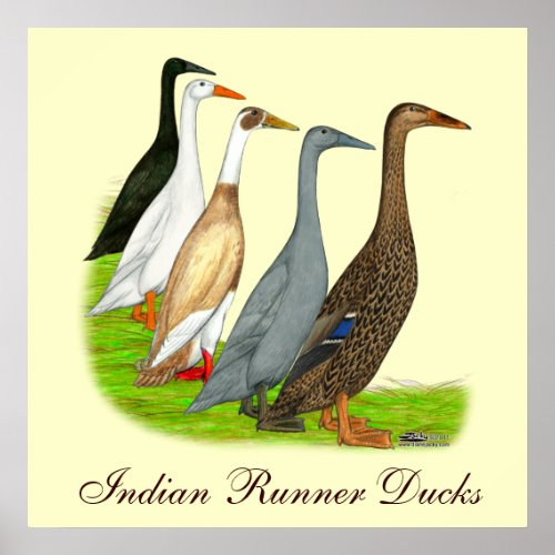 Runner Duck Assortment Poster