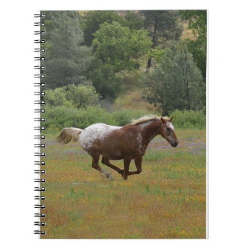 Running Appaloosa Notebook