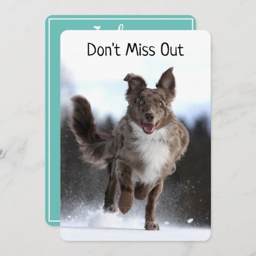 Running Australian Shepherd Birthday