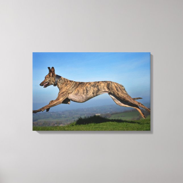 Running Brindled Lurcher Canvas Print (Front)