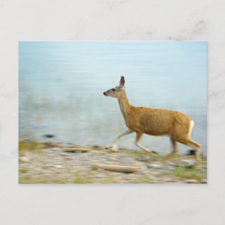 Running Doe Postcard