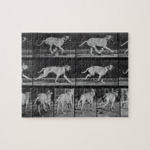 Running Dog, plate 707 from 'Animal Locomotion', 1 Jigsaw Puzzle