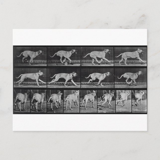 Running Dog, plate 707 from 'Animal Locomotion', 1 Postcard (Front)