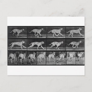 Running Dog, plate 707 from 'Animal Locomotion', 1 Postcard