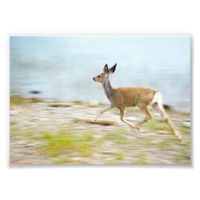 Running Fawn Photo Print (Front)