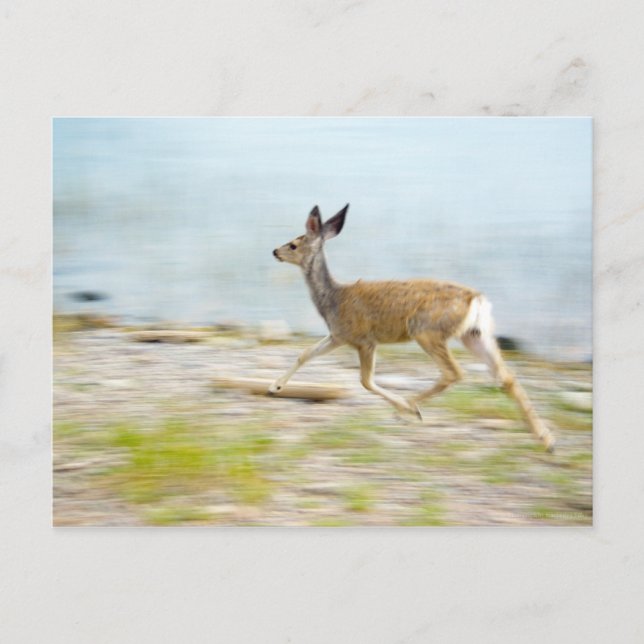 Running Fawn Postcard (Front)