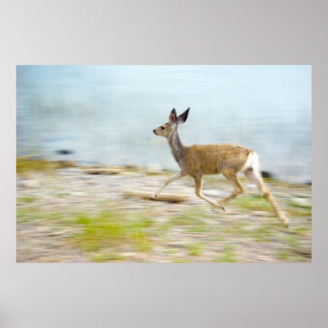 Running Fawn Print (Front)