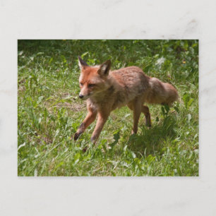 Running fox postcard