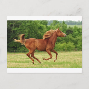 Running Free Postcard