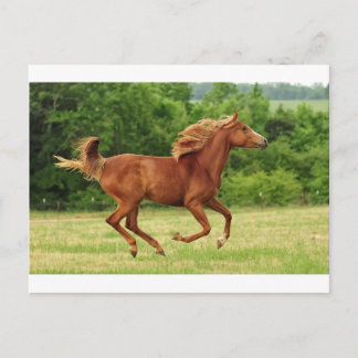 Running Free Postcard
